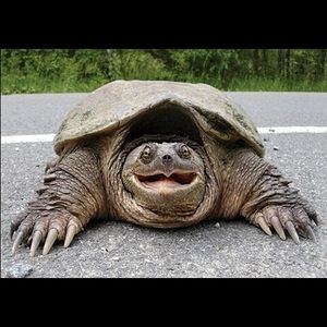 Meet your Posher, Aisha